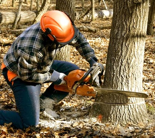 Tree Removal in Belvue, KS